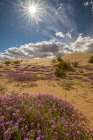 USA, California, Imperial Sand Dunes Recreation Area. Blooming verbena flowers. Art Print